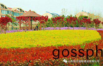入目皆陽(yang)光(guang) 四處(chu)有(you)詩意(yi)| 陽(yang)光(guang)園林邀您(nin)“雲(yun)賞(shang)旾”
